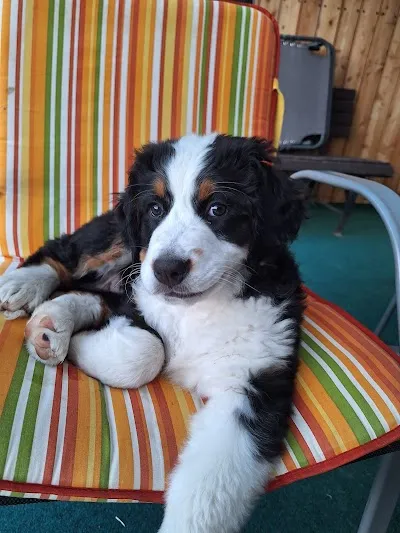 MVDr. Aleš Hodan - Veterinární ordinace - veterina u trati