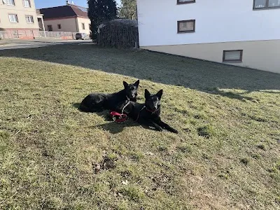 N-vet - veterinární ordinace