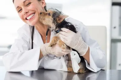 VET ANIMALS HELP s.r.o. Veterinární klinika Karviná - Mizerov - kompletní péče pro psy, kočky, malá a exotická zvířata