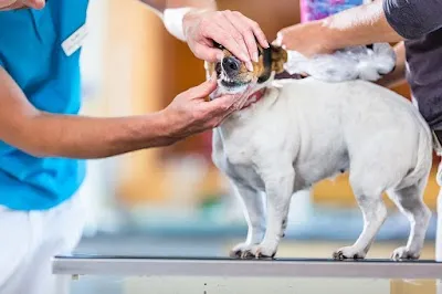 Veterinární klinika AlfaVet
