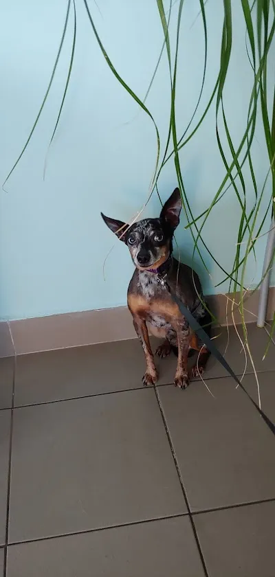 Veterinární Klinika Benešov