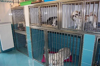 Veterinární Klinika Helion - MVDr. Daniel Petrák