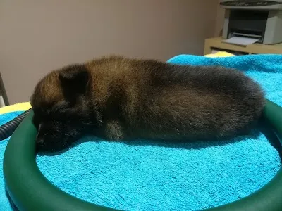 Veterinární klinika Jirkov