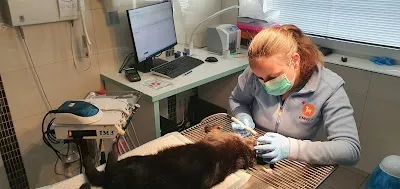 Veterinární Klinika - Meloun Otakar MVDr.