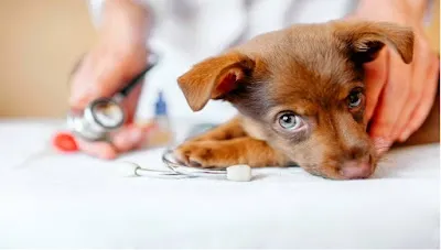 Veterinární klinika Přímětice