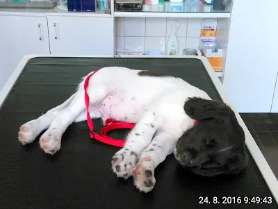 Veterinární klinika Vyškov - MVDr. Ivo Pospíšil