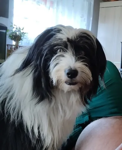 Veterinární lékař - Novotný Luděk MVDr.