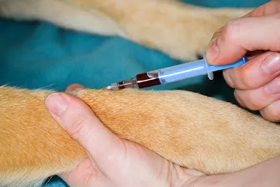 Veterinární ordinace Animal MVDr. Markéta Rázgová