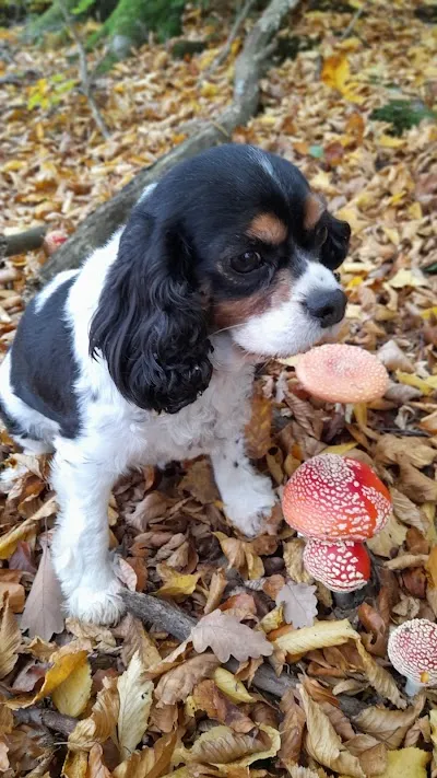 Veterinární Ordinace Červenka Michal MVDr.