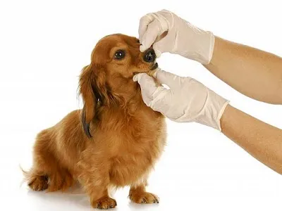 Veterinární ordinace Májek Petr MVDr.