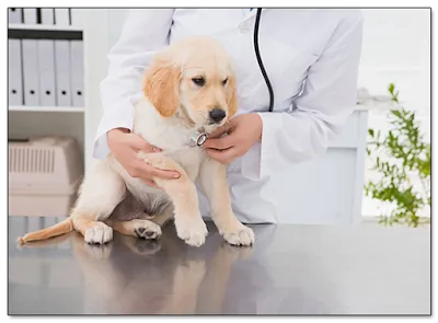 Veterinární ordinace MioVET Kuřim