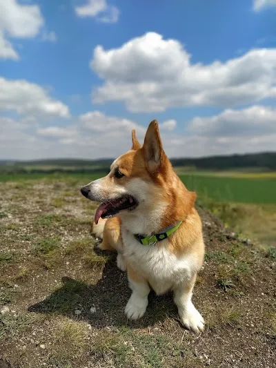 Veterinární ordinace MVDr. Klára Němcová