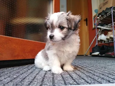 Veterinární Ordinace MVDr. Žák Tomáš