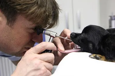 Veterinární ordinace Palackého, Opava
