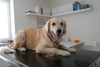 Veterinární ordinace ROCOVET